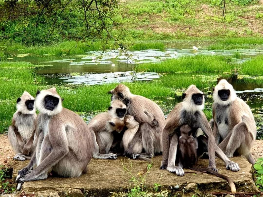 Kottamba Yala Stay & Safari Tissamaharama Exterior foto