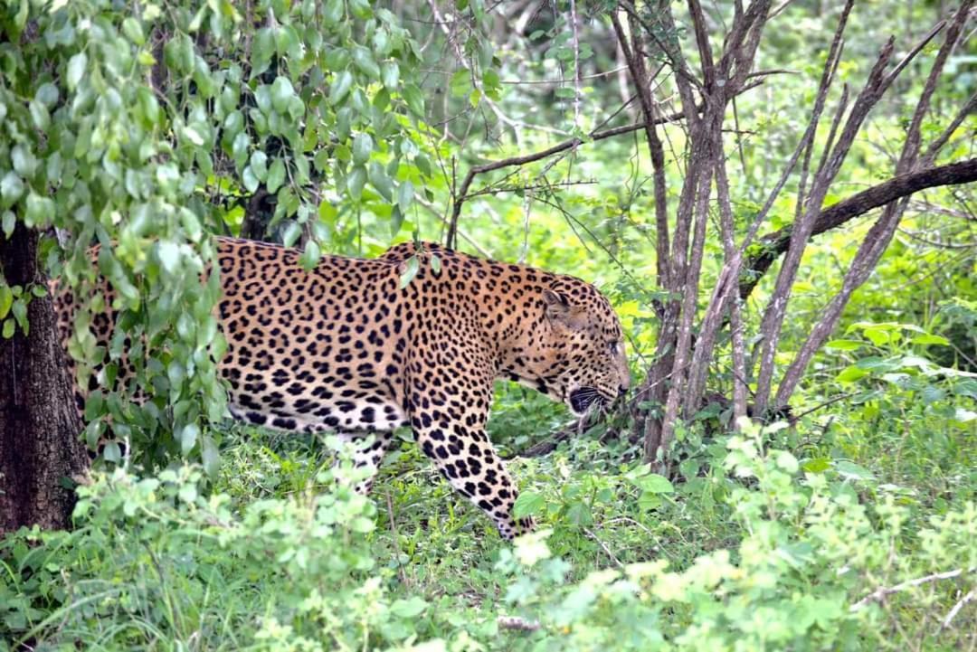 Kottamba Yala Stay & Safari Tissamaharama Exterior foto